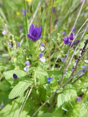 Salvia viridis