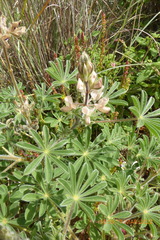 Lupinus palaestinus