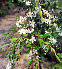 Leptospermum polyanthum