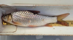 Labeobarbus marequensis