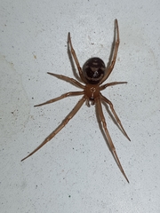 Steatoda grossa