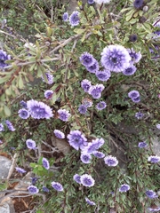 Globularia alypum