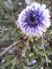 Globularia alypum