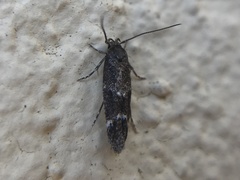 Mompha subbistrigella