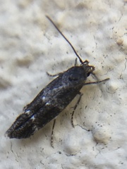 Mompha subbistrigella