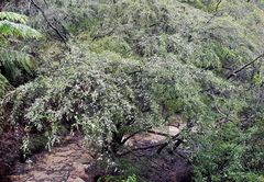 Leptospermum polyanthum