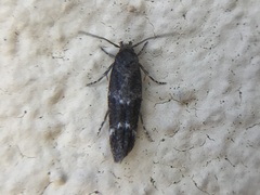 Mompha subbistrigella