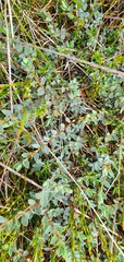 Pimelea oreophila
