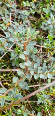 Pimelea oreophila