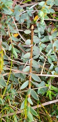 Pimelea oreophila