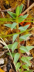 Pimelea oreophila