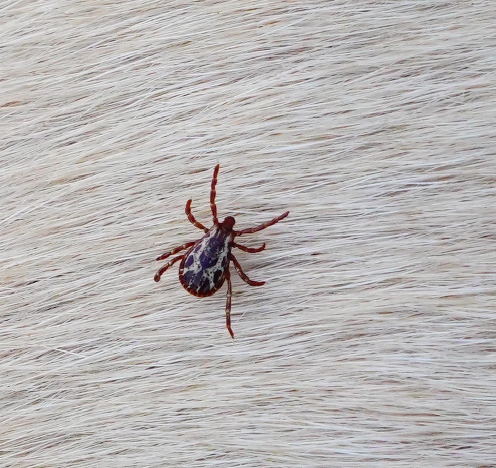 Western Dog Tick