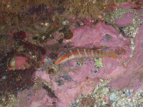 Pale-barred coris (Coris dorsomacula) — Labridae — 5