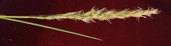 Stipagrostis sabulicola image