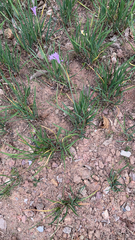 Tulbaghia violacea