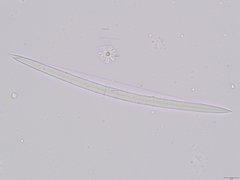 Heterorotula multidentata