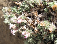 Junellia pappigera