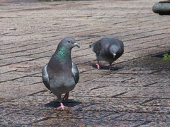 Columba livia domestica