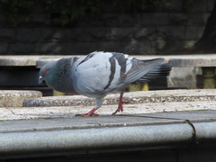 Columba livia domestica