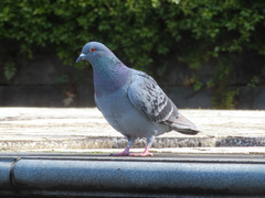 Columba livia domestica