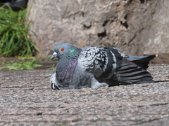 Columba livia domestica