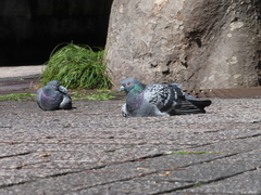 Columba livia domestica