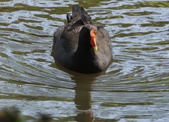 Gallinula tenebrosa tenebrosa