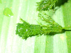 Chara hydropitys