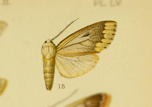Amastus semifulvus