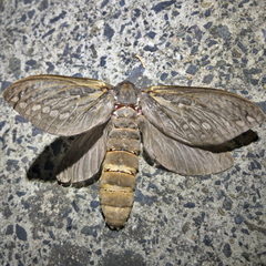 Abantiades argentata