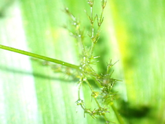 Chara hydropitys