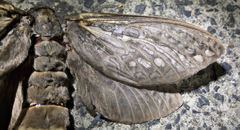 Abantiades argentata