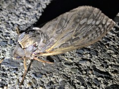 Abantiades argentata