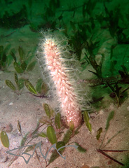 Veretillidae