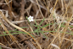 Convolvulus clementii
