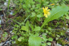 Ixeris stolonifera