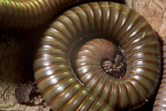 Telodeinopus aoutii
