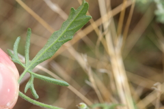 Convolvulus clementii