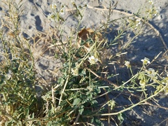 Chylismia claviformis integrior