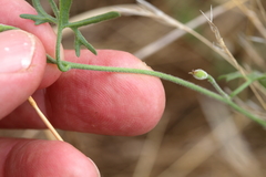 Convolvulus clementii