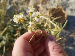 Chylismia claviformis integrior