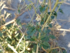 Chylismia claviformis integrior