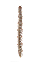 Telodeinopus aoutii