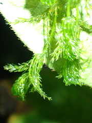 Chara hydropitys