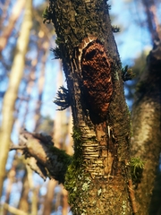 Dichomitus campestris