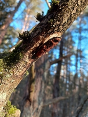 Dichomitus campestris