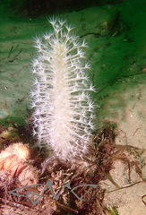 Veretillidae