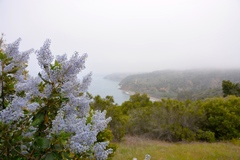 Ceanothus arboreus