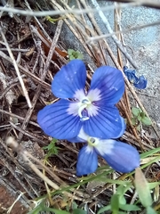 Veronica glauca