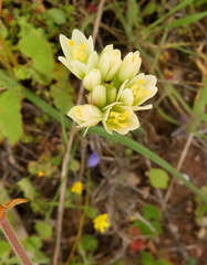 Allium erdelii